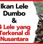 Ikan Apa Yang Seperti Lele